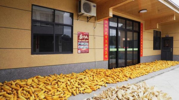 龙辉配资 鹤峰：金秋漫染农家